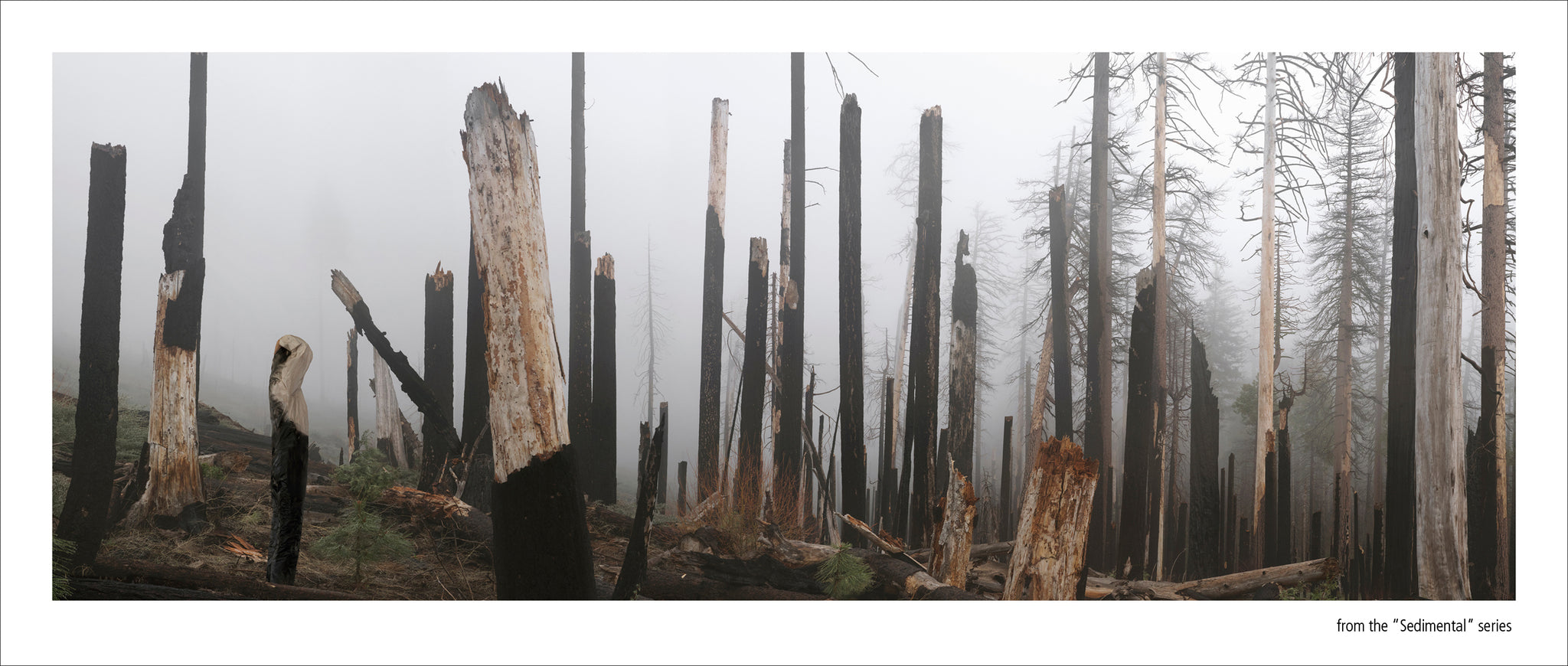 SEDIMENTAL by Margeaux Walter